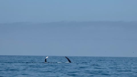 Dolphins breaching in ocean waters