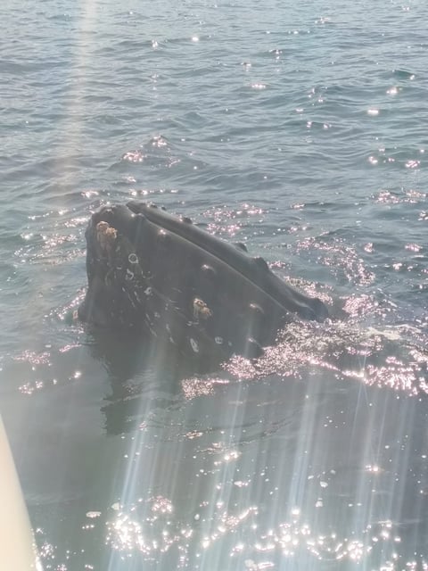 Submerged dark wooden shipwreck or dock structure partially buried in shallow water with sunlight glinting off the rippling ocean surface