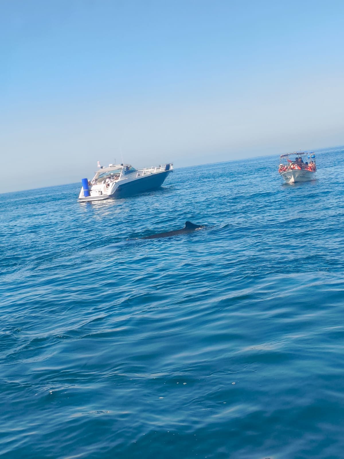 Multiple boats on bright blue ocean water with a whale visible in the foreground under clear sky