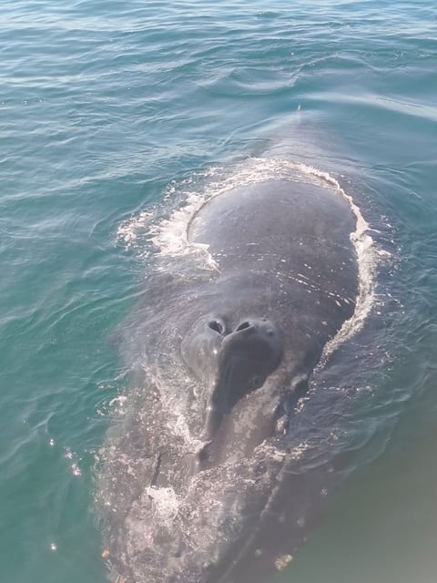 Gray whale swimming in turquoise water