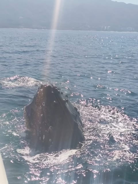 A whale breaching in the ocean with sunlit waves, mountains visible in the distance