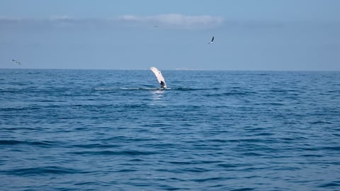 Whale breaching in the ocean with its tail fluke raised above the water under a clear blue sky